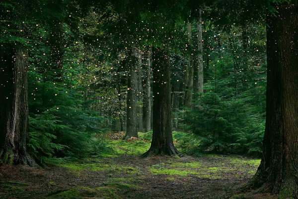 Ellie Davies photography Stars series buy original prints here Sun Valley Contemporary Art Gilman Gallery