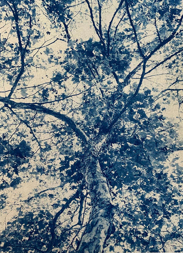 Cyanotype photograph by dora somosi from beneath tree blue and white