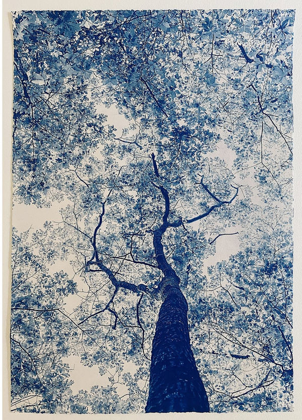 Modern Cyanotype, Dora Somosi, NY artist, Gilman Contemporary