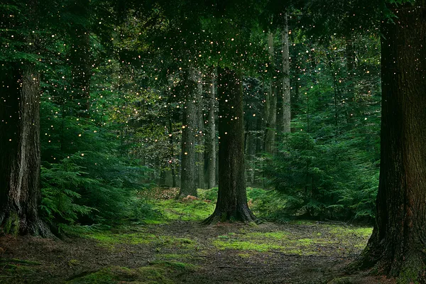 Ellie Davies, Stars 14