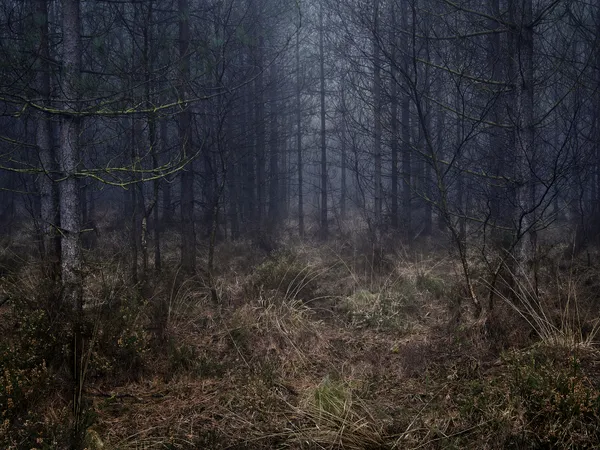 Ellie Davies photography Stillness series buy here Gilman Contemporary Sun Valley art gallery