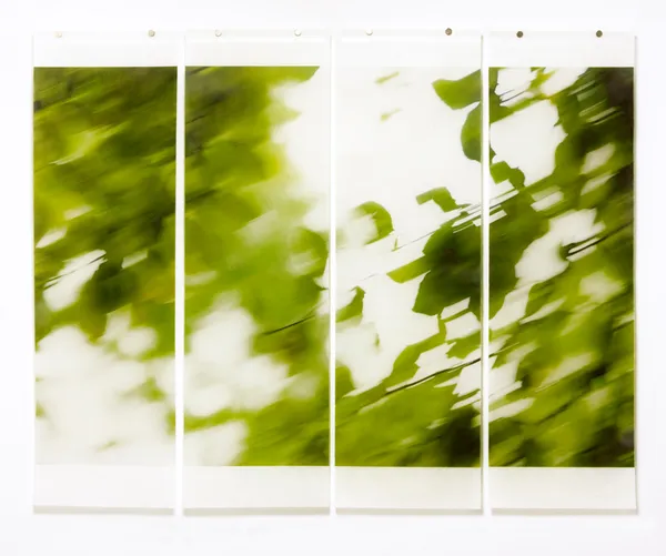 blurry leaves on tree image