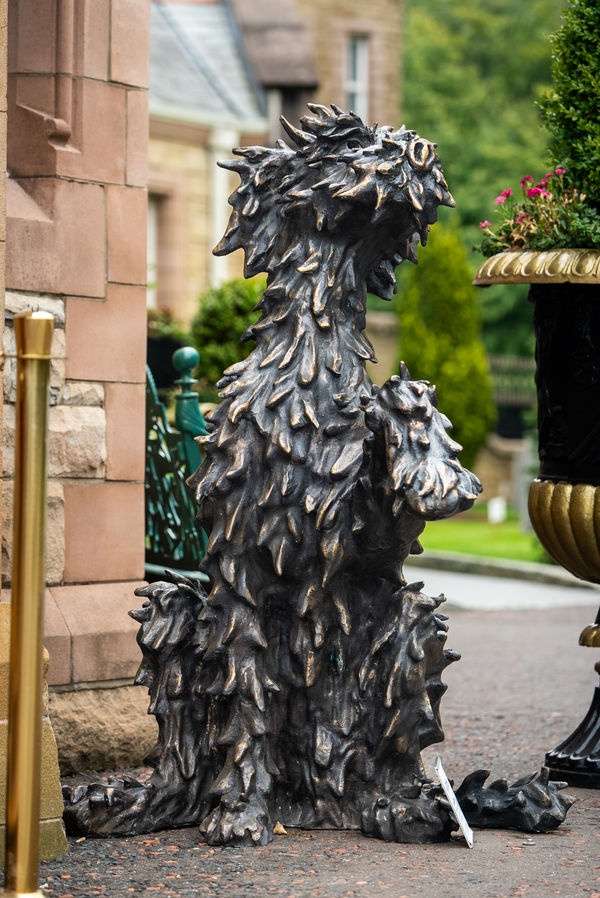 Irish Wolfhound with paw up