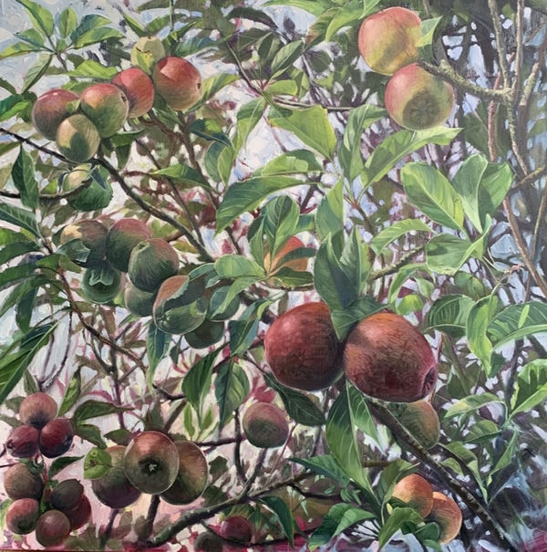 Apples, 2026 Jenny Hamilton