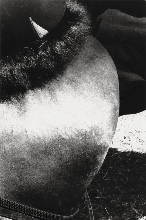 Alan Miller, Showjumping. Tāmaki Makaurau Auckland, New Zealand., 1993/26