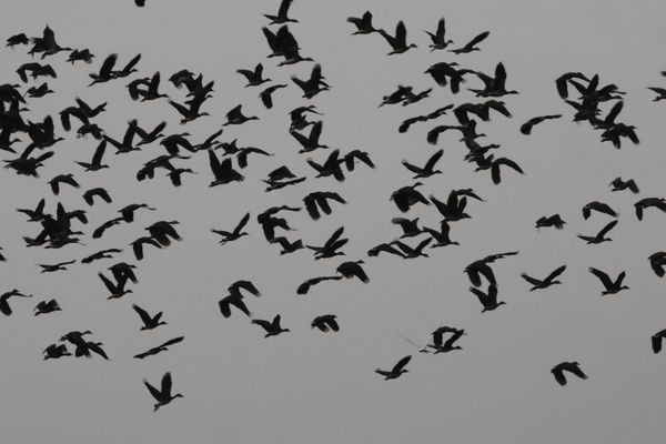 Alan Miller, Ducks. Arnhem Land, Northern Territory, Australia., 2023/26