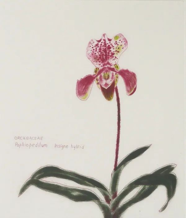 Elizabeth Blackadder, Paphiopedilum Insigne Hybrid, 1992