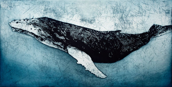 Marion MacPhee, Humpback Whale VI, 2023
