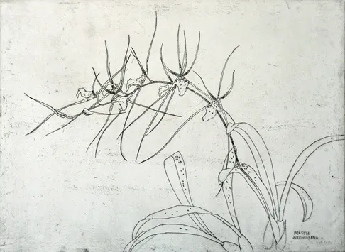 Elizabeth Blackadder, Brassia Gireoudeana (b/w), 1987