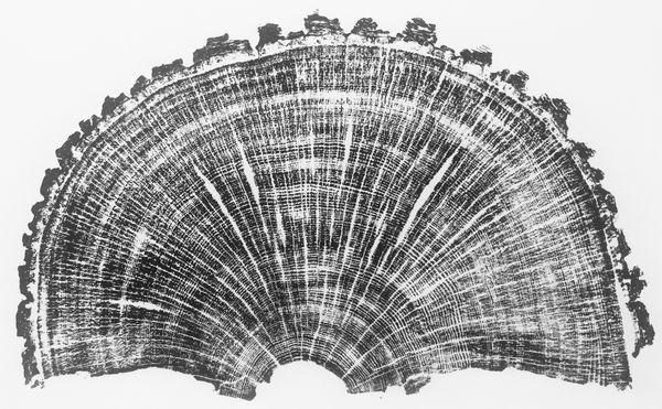 Alan Cameron, Oak Horizon