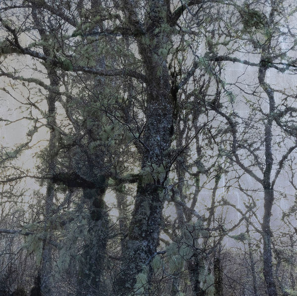 Robert Pereira Hind, Betula Silva (Silver) I