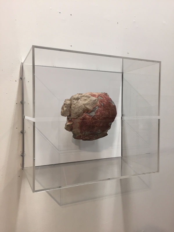 A mixed media sculpture resembling a fossilized turtle in a glass case.