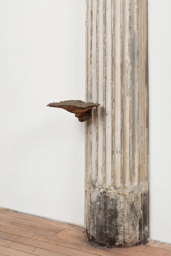 Tinder fungus growing from a decaying pillar.