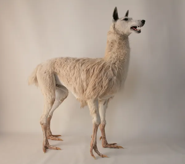 A hybrid taxidermy animal with dog's head, lama's corpus and bird's feet, standing against a white backdrop.