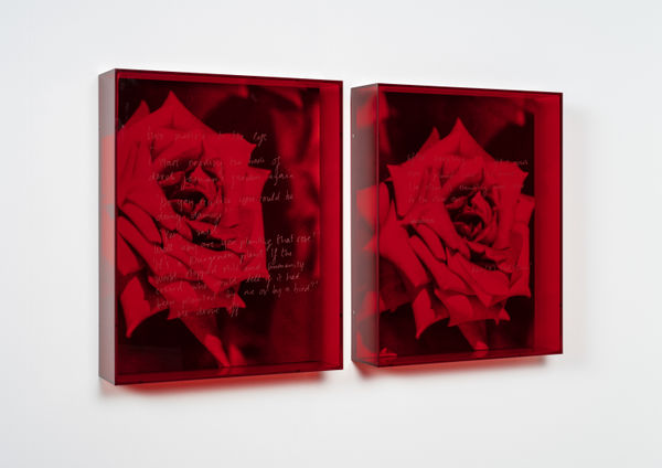 two prints of a rose in black and red under plexiglass engraved with text