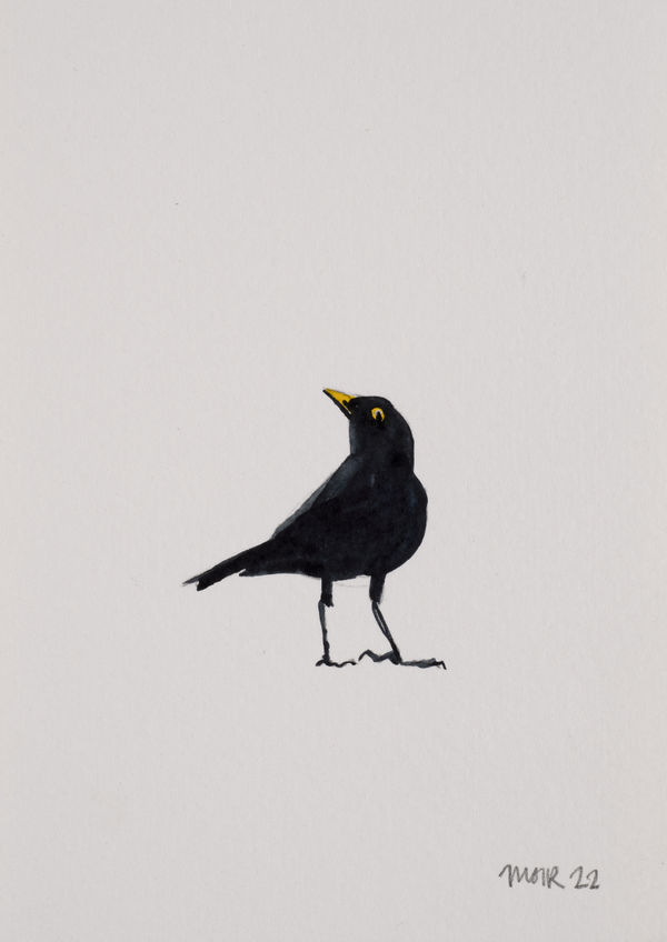 Jim Moir b. 1959Blackbird 4, 2022 Signed and dated 'Moir 22' Watercolour on paper Unframed 15 x 10.4 cm 5 7/8 x 4 1/8 in