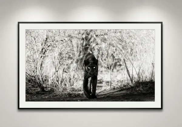 James Lewin Queen Of The Shadows, 2023