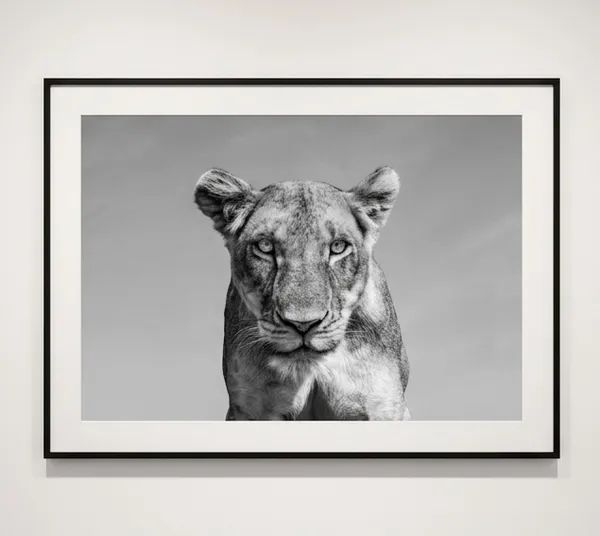 James Lewin Lethal Looks, 2020