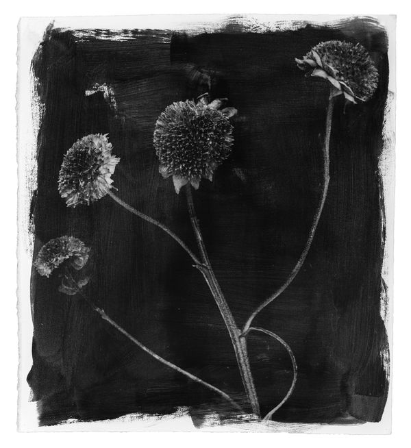 Stephen Inggs, Sunflower, 2003