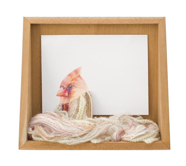 Lauren Levato Coyne, Cardinal With Leucism, 2017