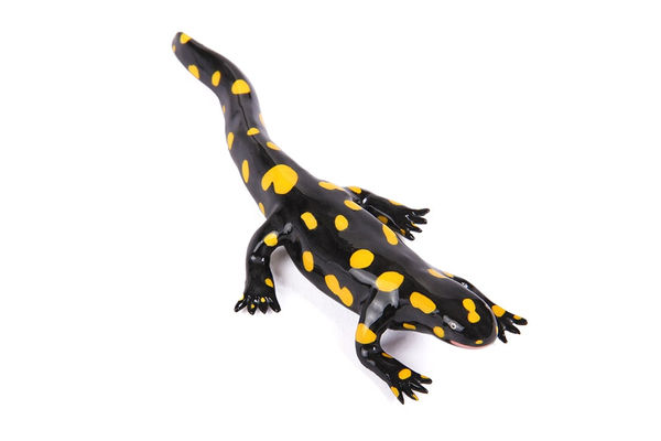 Lorien Stern, Kurdistan Newt, 2020