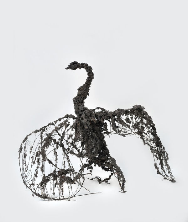 Cygne noir de janvier