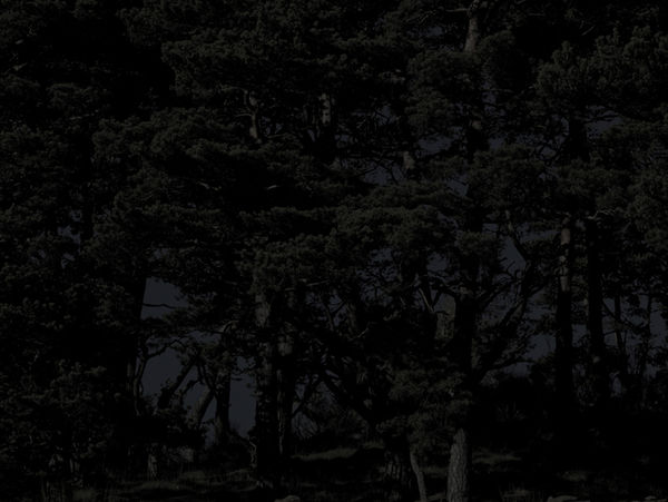 Cross the border Pins nuit