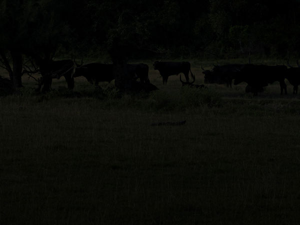 Cross the border, Toros