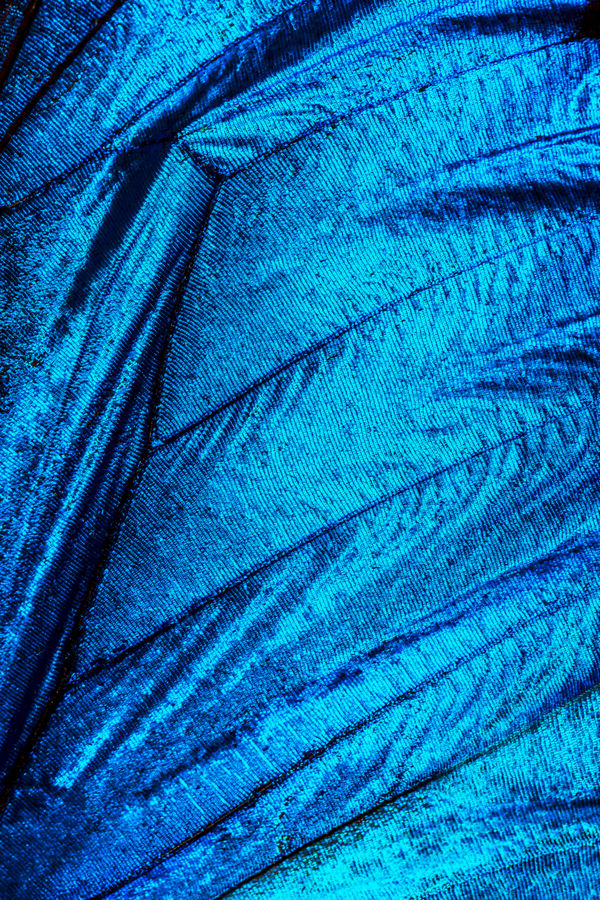 Electric Blue Morpho