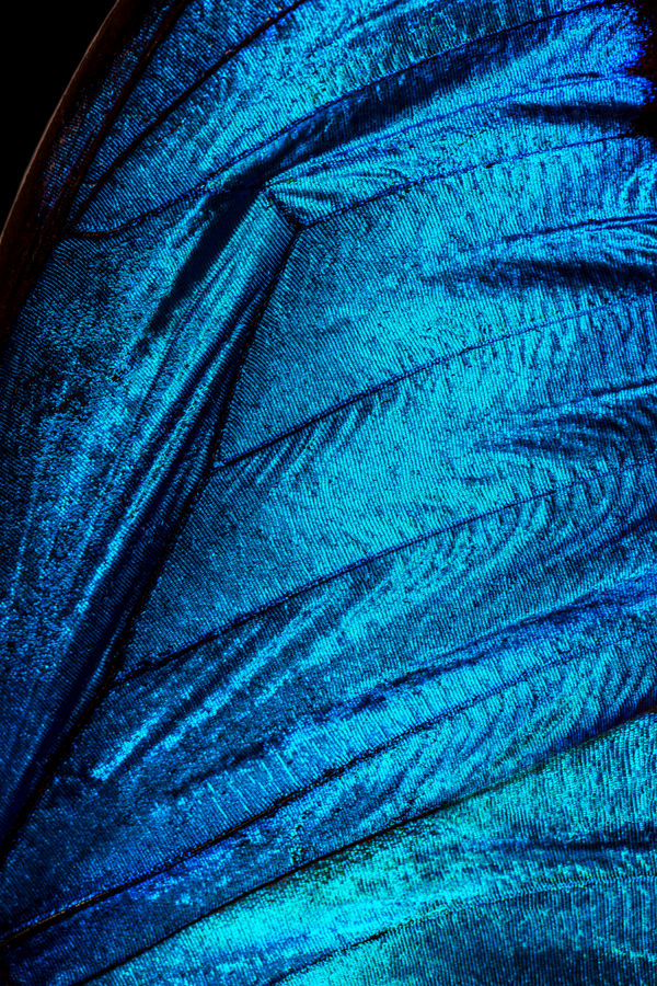 Electric Blue Morpho Butterfly