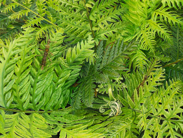 Isabella Kirkland, Super Green II: Taraxippus perezgelaberti, sp. nov.,, 2021