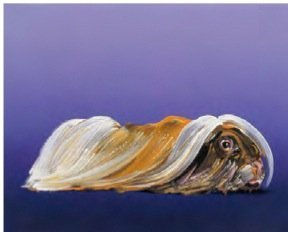 Guinea pig lying in profile against gradient purple background has long flowy white and orange hair.