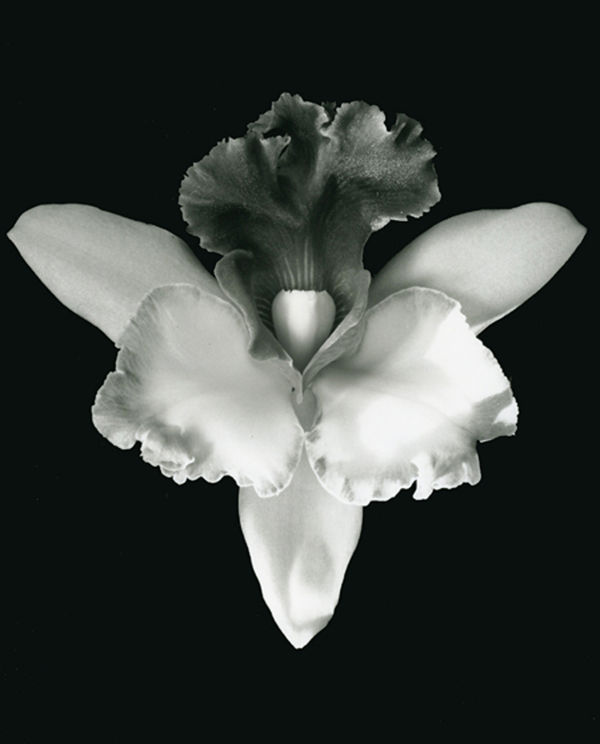 Robert Mapplethorpe, Orchid, 1985 / printed 2004