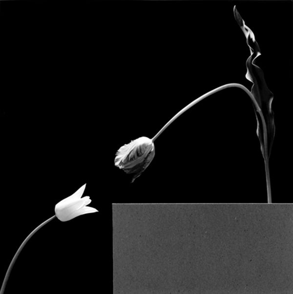 Robert Mapplethorpe, Two Tuplips, 1984 / printed 2011