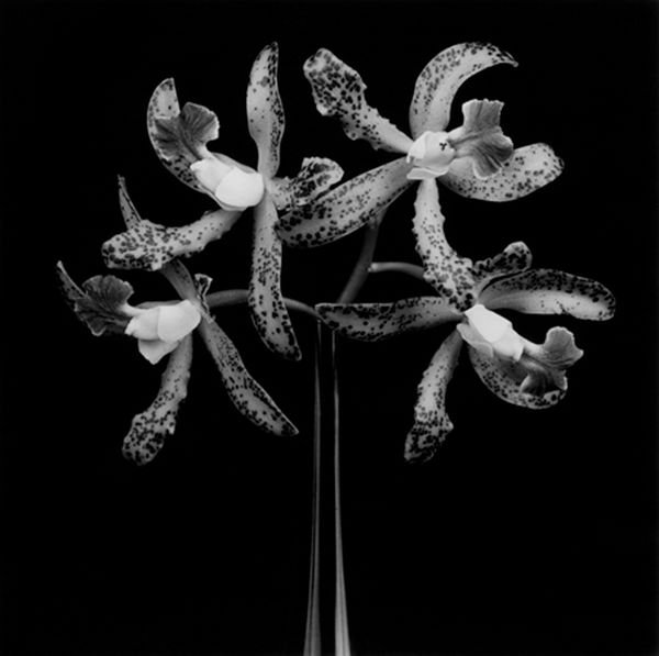 Robert Mapplethorpe, Orchids, 1983 / printed 2006