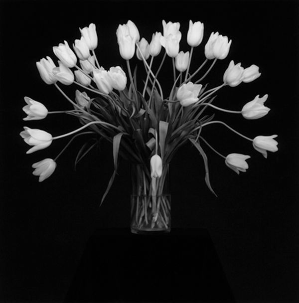 Robert Mapplethorpe, Tulips, 1988 / printed 1990