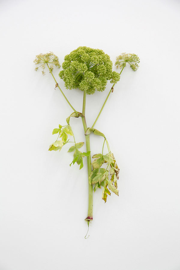 KARIN SANDER, Angelica (Kitchen Pieces), 2011 / 2016