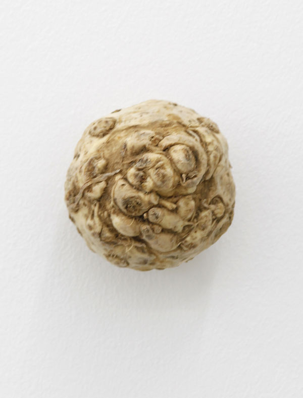 KARIN SANDER, Celeriac (Kitchen Pieces), 2011 / 2016