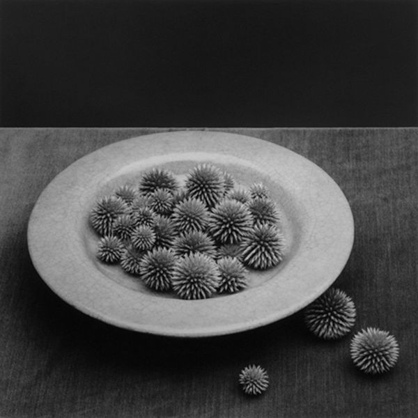 Robert Mapplethorpe, Pods, 1985 / printed 2006