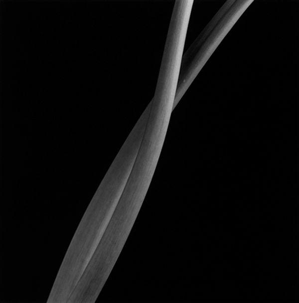 Robert Mapplethorpe, Stems, 1985 / printed 1992