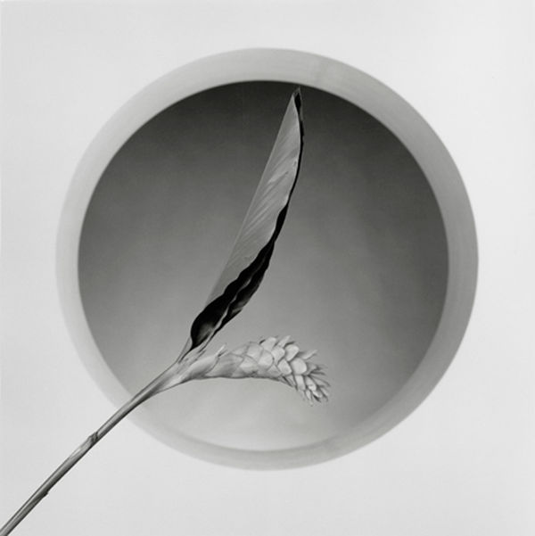Robert Mapplethorpe, Flower, 1986 / printed 1990