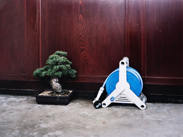 Takashi Yasumura, A Bonsai Tree and a Watering Hose, from the series 'Domestic Scandals', 1999