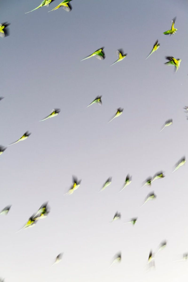 Yoshinori Mizutani, Tokyo Parrots 001, 2013