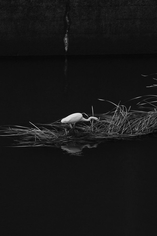 Shimpei Yamagami, Epiphany 28, 2018-2021