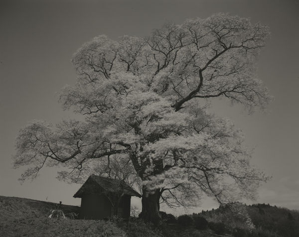 Keiichi Ito, F1405, 2019