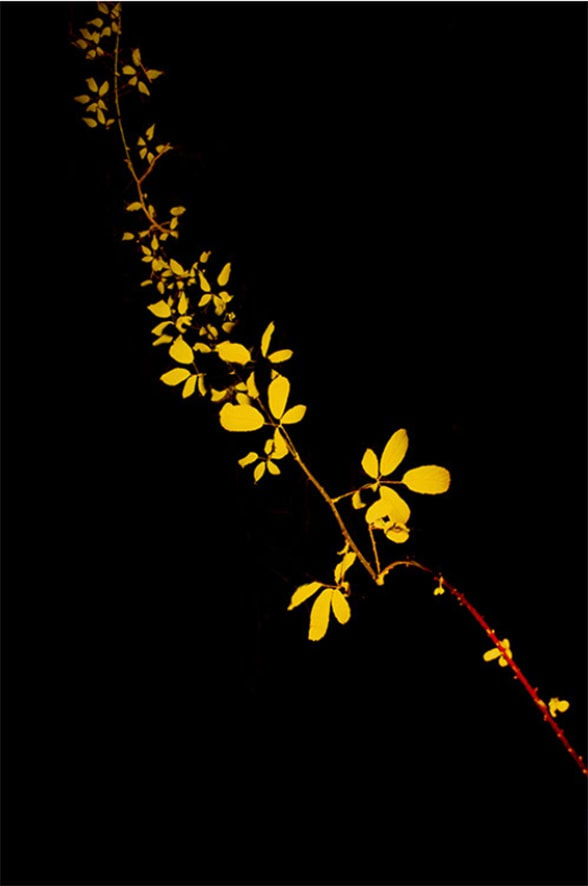 Paul Cupido, Mukayu #10, 2019