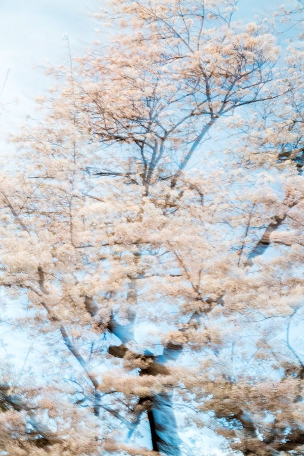 Yoshinori Mizutani, Sakura 006, 2015
