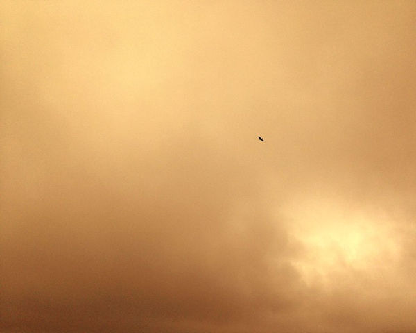 David Favrod, Un corbeau, 2017