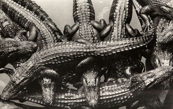 Kiyoshi Niiyama, Atagawa Crocodile Garden, Shizuoka Prefecture, 1965