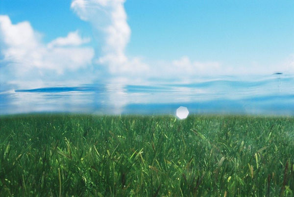 Masanori Ikeda, Double Nature 5, 2017